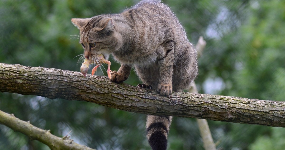 Gatinhos Nascendo 