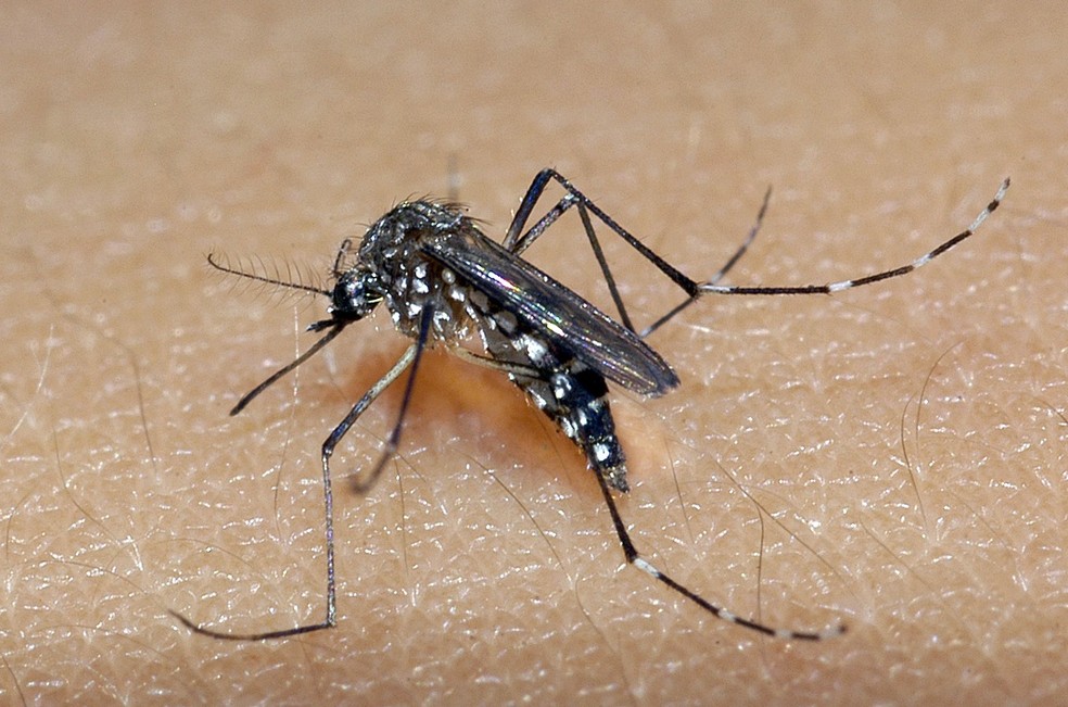 Sesa flyer presents first case of dengue in CM;  The region accumulates 26 confirmations
