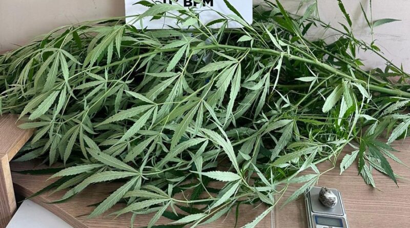 Pé de maconha apreendido